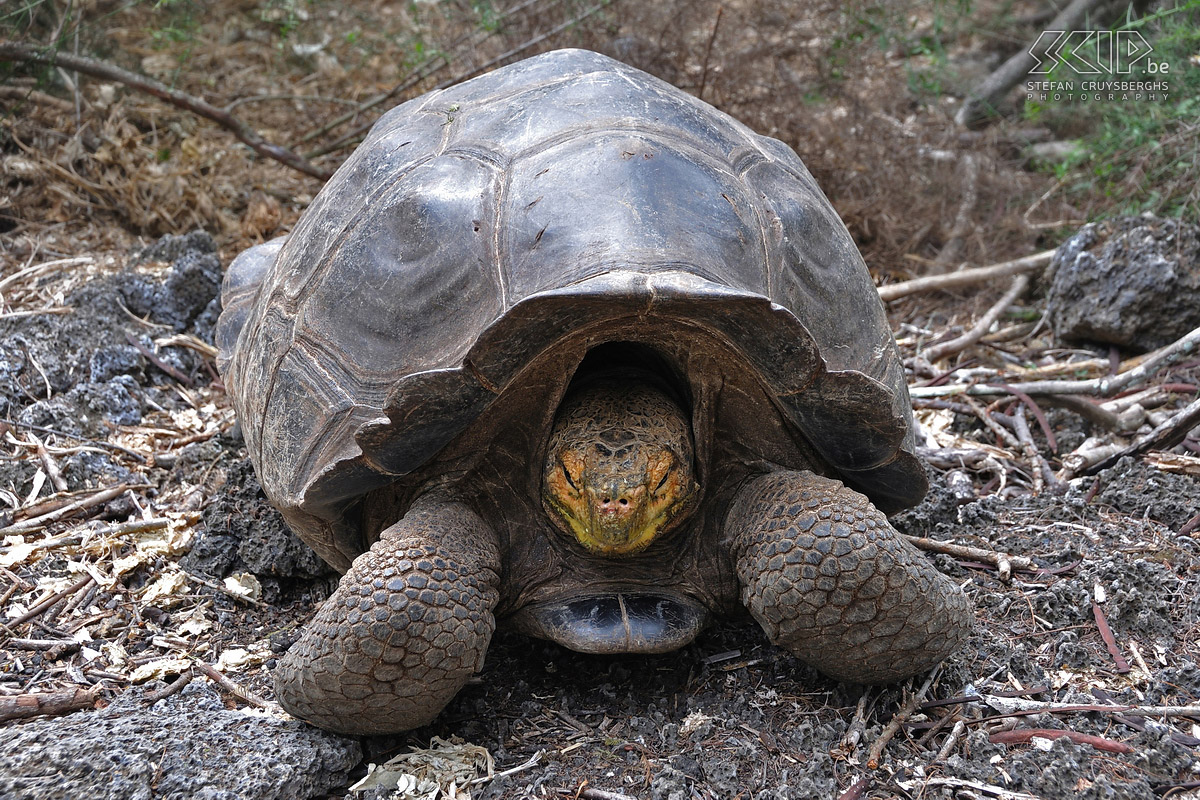 Galapagos - Floreana - Schildpad De Galapagos zijn beroemd om de grote landschildpadden die je op bijna elk groot eiland kan aantreffen. De Galápagos-reuzenschildpad is de grootste landschildpad ter wereld. De mannetjes kunnen tot 1,2 meter lang worden en meer dan 100 jaar oud worden. Stefan Cruysberghs
